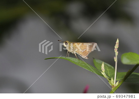 昆虫 蝶 セセリチョウ かわいいの写真素材