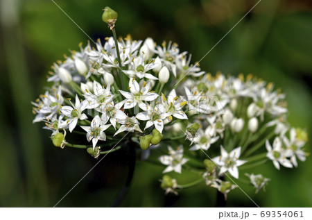 ニラのつぼみの写真素材