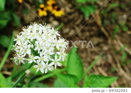 ニラのつぼみの写真素材