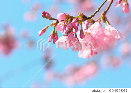 花 桜 プリンセスマサコ 桃色の写真素材
