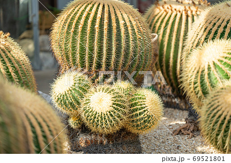 植物 幹 トゲ 木の写真素材