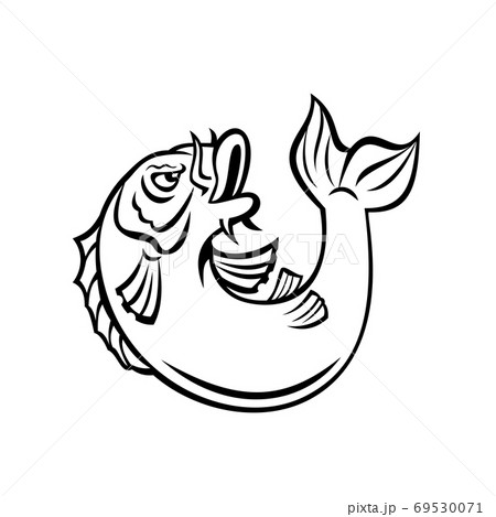 Koiのイラスト素材