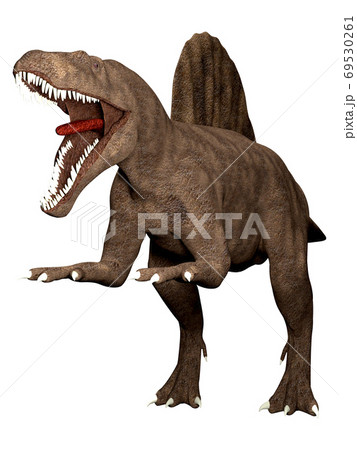 魚骨格標本の写真素材