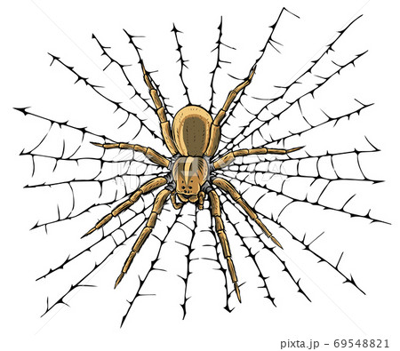 クモの巣 蜘蛛のイラスト素材