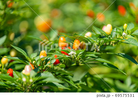 花唐辛子の写真素材