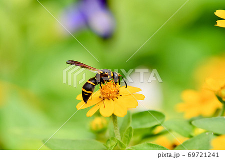 蜂 スズメバチ ミツバチ の写真素材集 ピクスタ