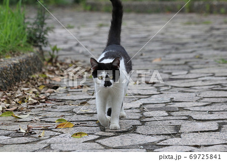 猫 ネコ 正面 歩くの写真素材