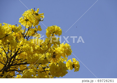 ブラジル国花のイペーの写真素材