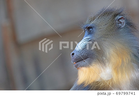 猿 動物 ドリル サルの写真素材