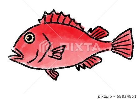 キンキのイラスト素材 キンキのイラスト素材