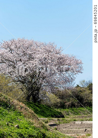 白い幹 桜の幹 美しい桜 ソメイヨシノの写真素材