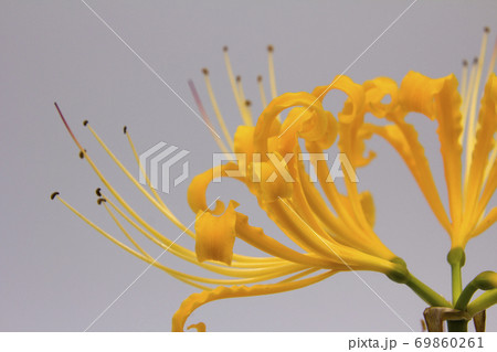 彼岸花 リコリス 花 切り花の写真素材