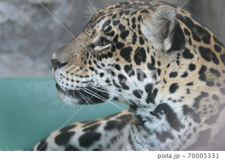 動物 チーター 横顔 顔の写真素材