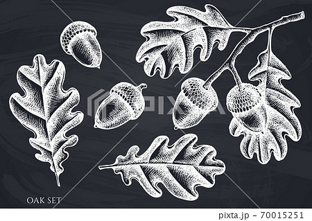 ドングリのイラスト素材 Pixta