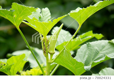 Abelmoschus Esculentus Okra 秋葵 植物の写真素材