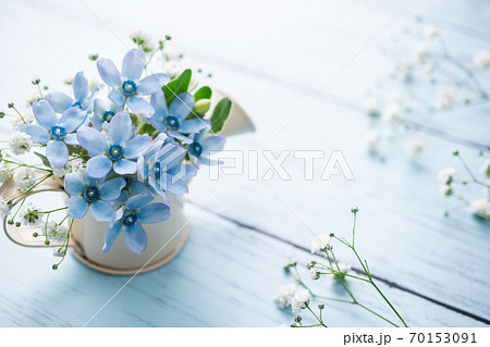 ブルースター 花 花束 水色の写真素材