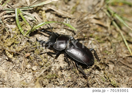 クワガタ かわいいの写真素材