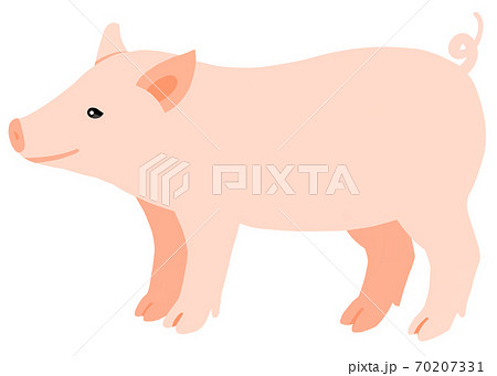 豚 かわいい 白バック 子豚 アイコンのイラスト素材