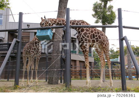円山動物園の写真素材