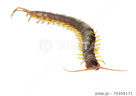 巨大ムカデの写真素材