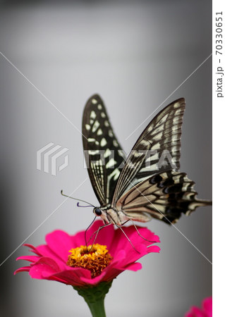 草 昆虫 蝶 横向きの写真素材