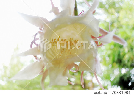 月下美人 花のイラスト素材