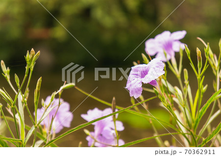 薄紫の花 雑草の写真素材