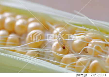 アワノメイガの写真素材