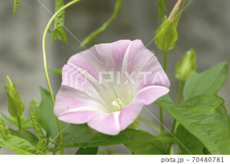 昼顔 花の写真素材