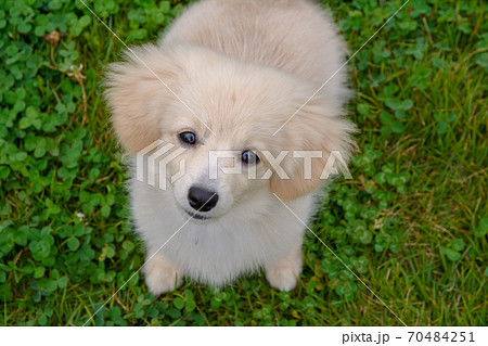 子犬 可愛い子犬 の写真素材集 ピクスタ