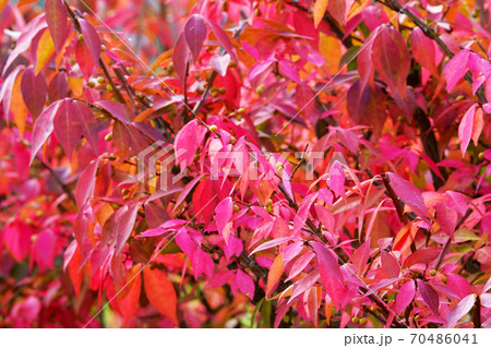 ニシキギ 赤葉 錦木 低木の写真素材
