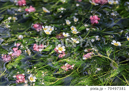 梅花藻の花の写真素材 - PIXTA