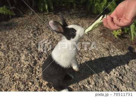 動物 うさぎ モノクロの写真素材