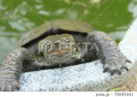 カメの顔の写真素材