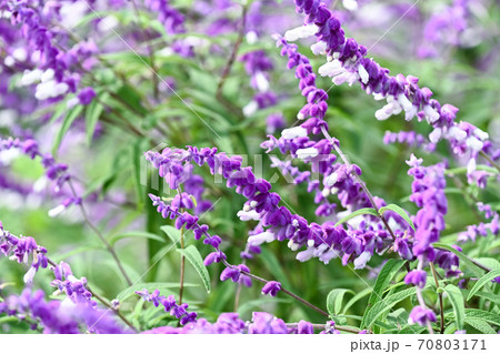 セージ 紫 花 ハーブの写真素材