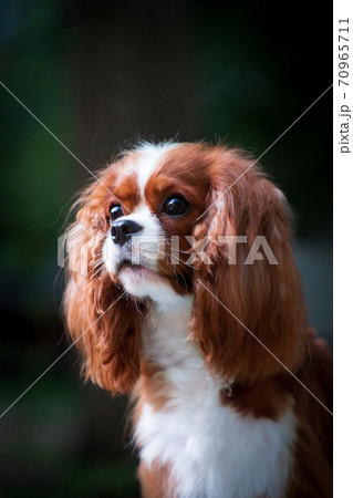 耳の長い犬の写真素材
