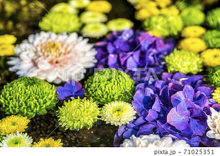 花手水の写真素材