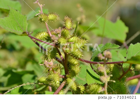オナモミの実の写真素材