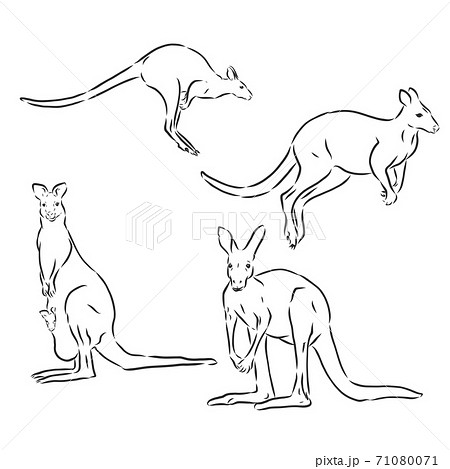 Kangaroo Illustrations