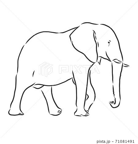 インド象 横顔 動物 象のイラスト素材