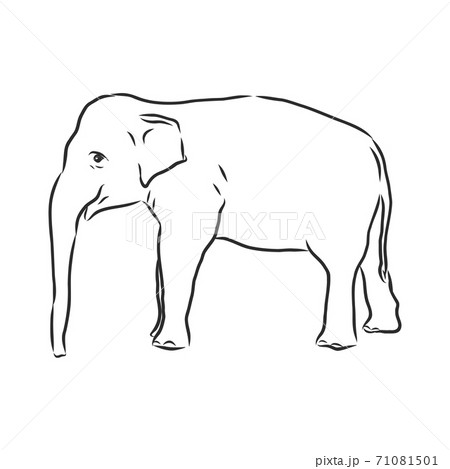 象の横顔のイラスト素材