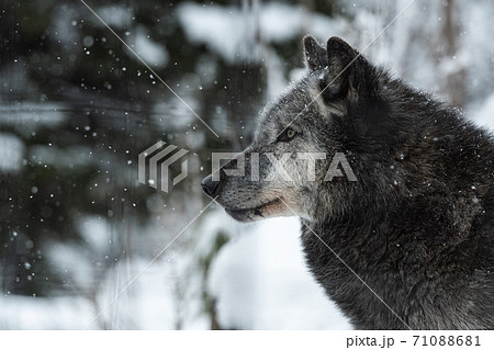 ニホンオオカミの写真素材