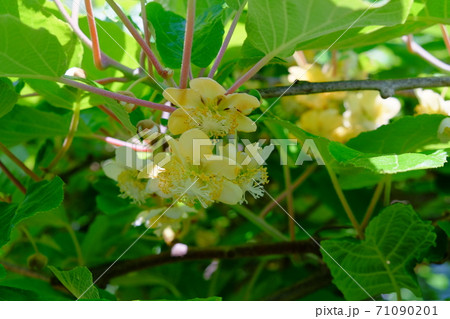 キウイの花の写真素材