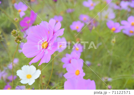 コスモスの写真素材集 ピクスタ