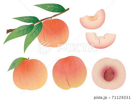 白桃のイラスト素材