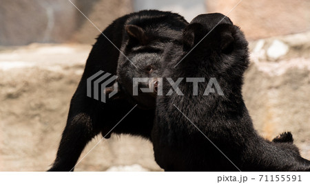 熊 喧嘩 ケンカ クマの写真素材