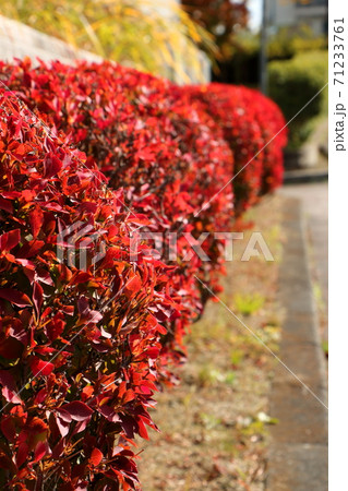 紅葉 ツツジ 赤い葉 つつじの写真素材