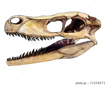 ラプトルのイラスト素材