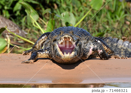パラグアイカイマンの写真素材