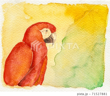 Colorful parrot on yellow and green background - Stock Illustration  [71527881] - PIXTA